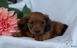 Miniature Dachshund dogs for sale: Max - Image 15
