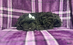 Cockapoo dogs for sale: Snookie - Image 5