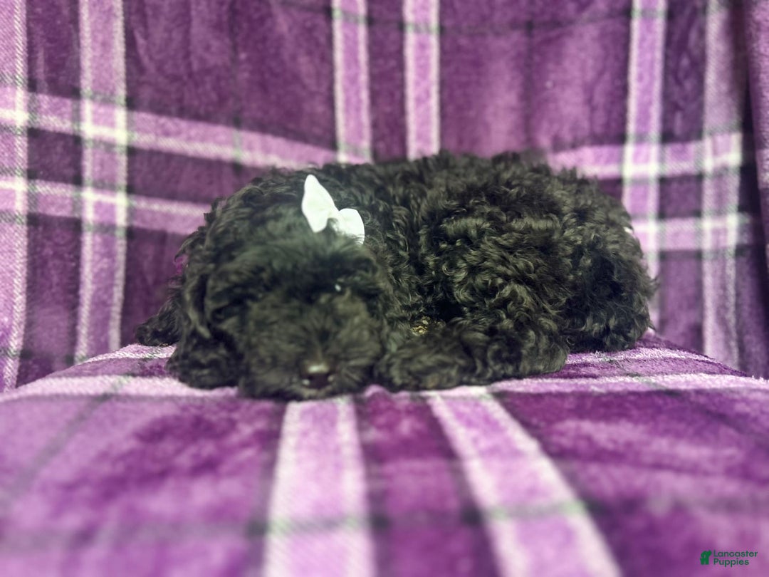 Cockapoo dogs for sale: Snookie - Image 5