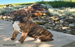 Boxer dogs for sale: Sarge - Image 2