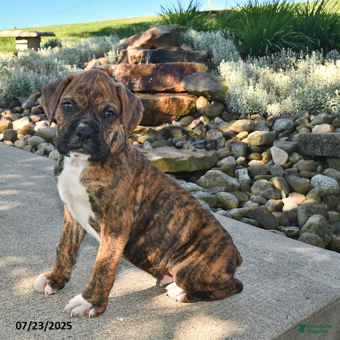 Boxer dogs for sale: Sarge - Image 2