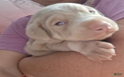 Doberman Pinscher dogs for sale: Pink Collar - Image 5