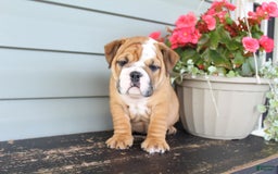 English Bulldog dogs for sale: River - Image 4