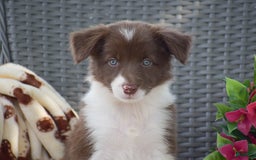 Border Collie dogs for sale: Brittney - Image 6