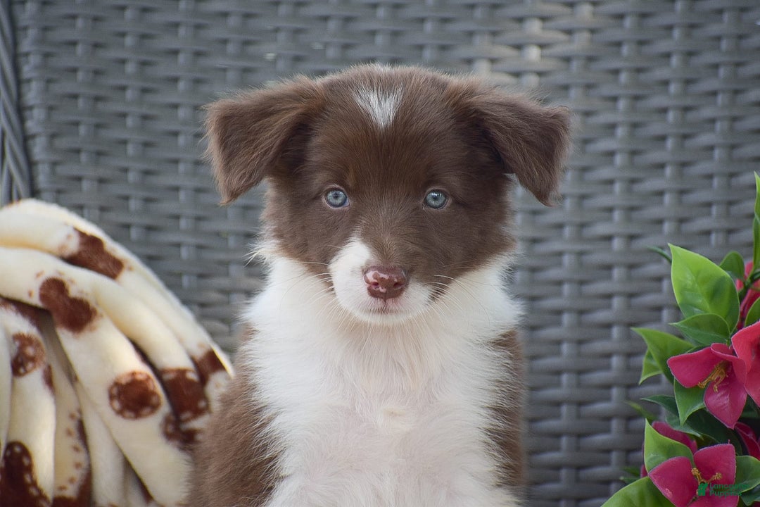 Border Collie dogs for sale: Brittney - Image 6