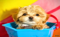 Maltipoo dogs for sale: Red Collared Boy - Image 15