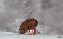 Mini Goldendoodle dogs for sale: Cami - Image 24