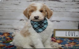 Standard Poodle dogs for sale: Gus - Image 20