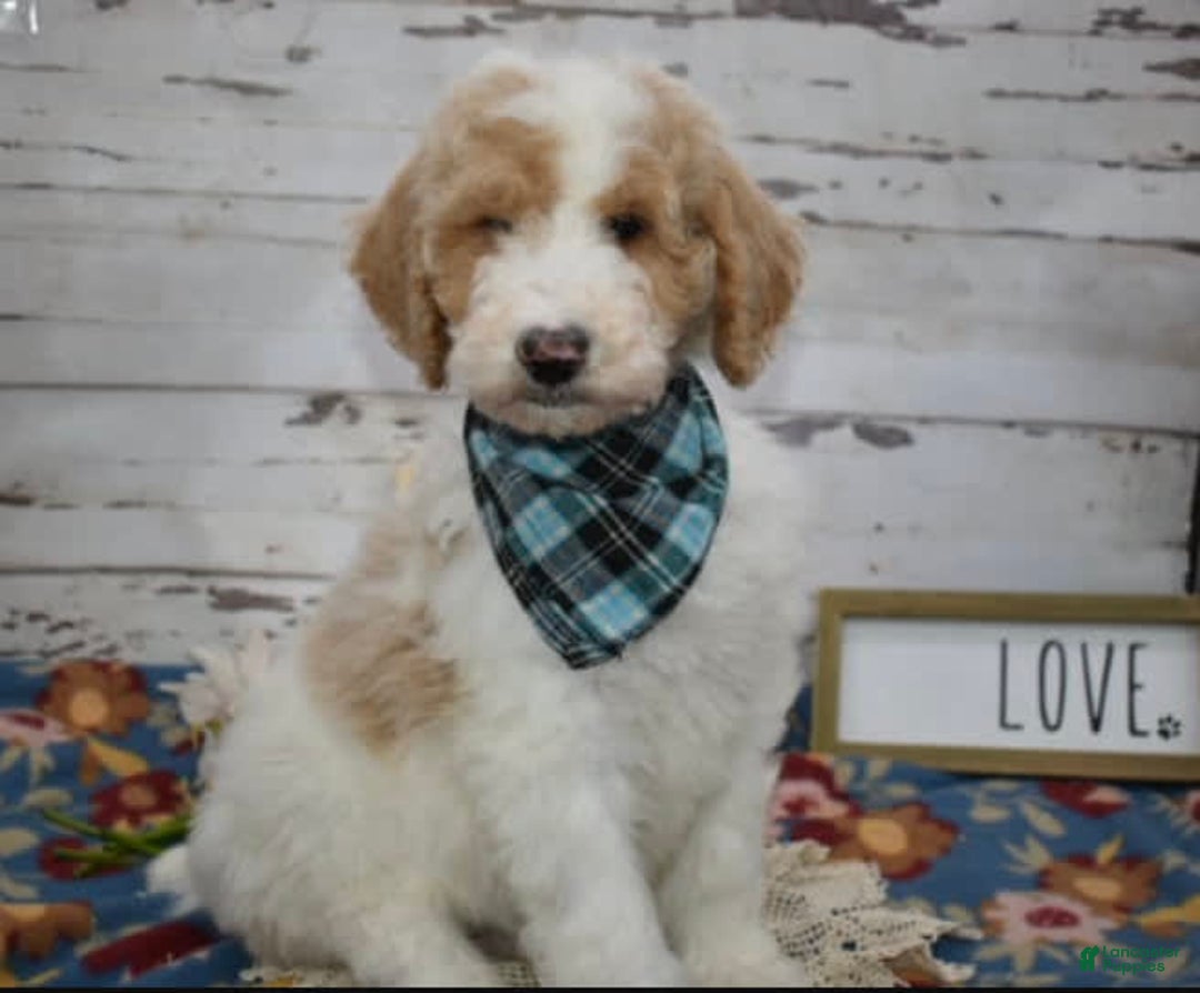 Standard Poodle dogs for sale: Gus - Image 20