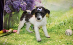  dogs for sale: Lacey - Image 6