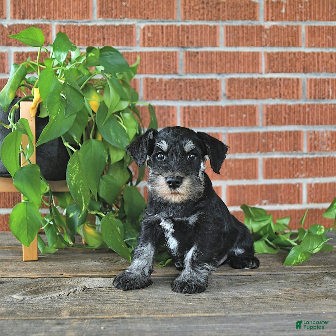 Miniature Schnauzer dogs for sale: Hector Champion Blood - Image 2
