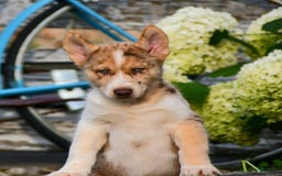 Gerberian Shepsky dogs for sale: Noah - Image 8