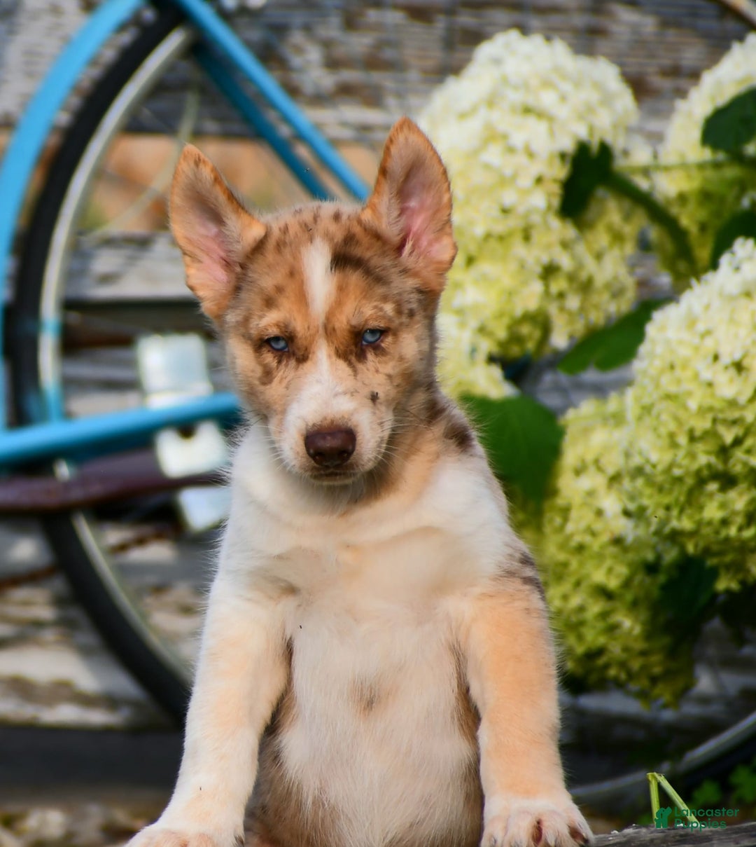 Gerberian Shepsky dogs for sale: Noah - Image 8