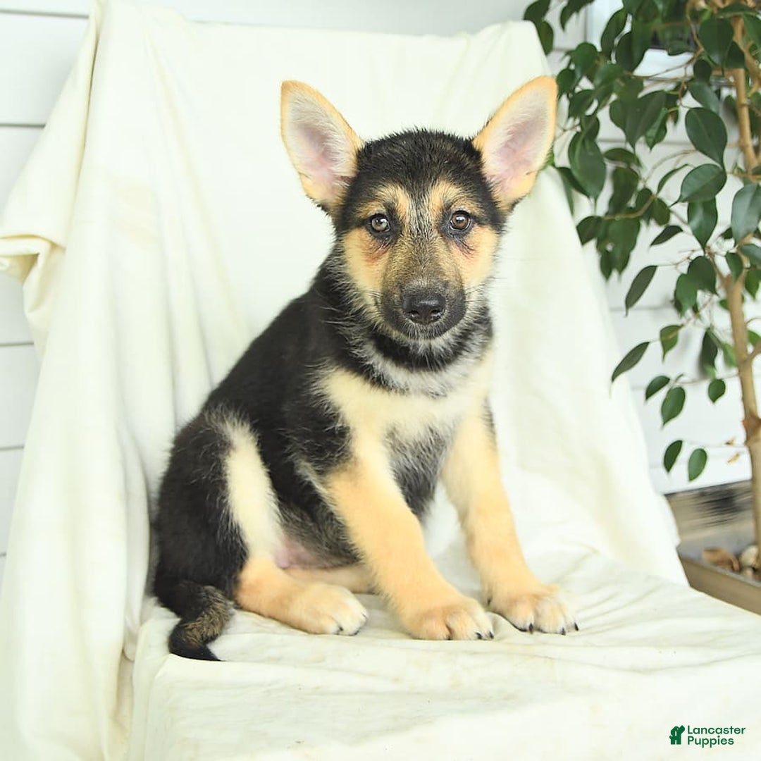 Gerberian Shepsky dogs for sale: Mandy - Image 6