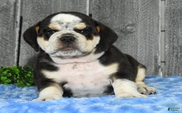 Beabull dogs for sale: Ike - Image 8