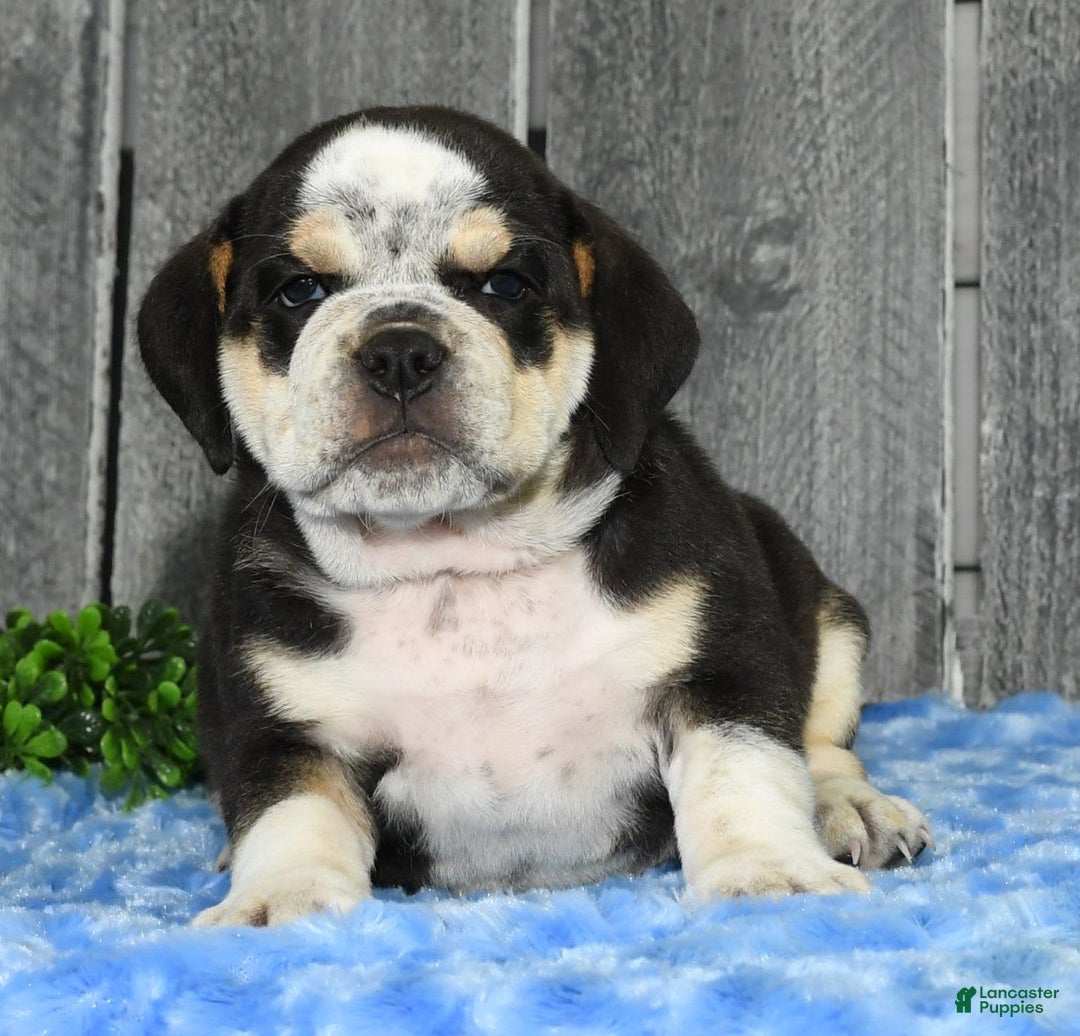 Beabull dogs for sale: Ike - Image 8