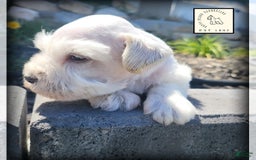 Miniature Schnauzer dogs for sale: Herbert - Image 4