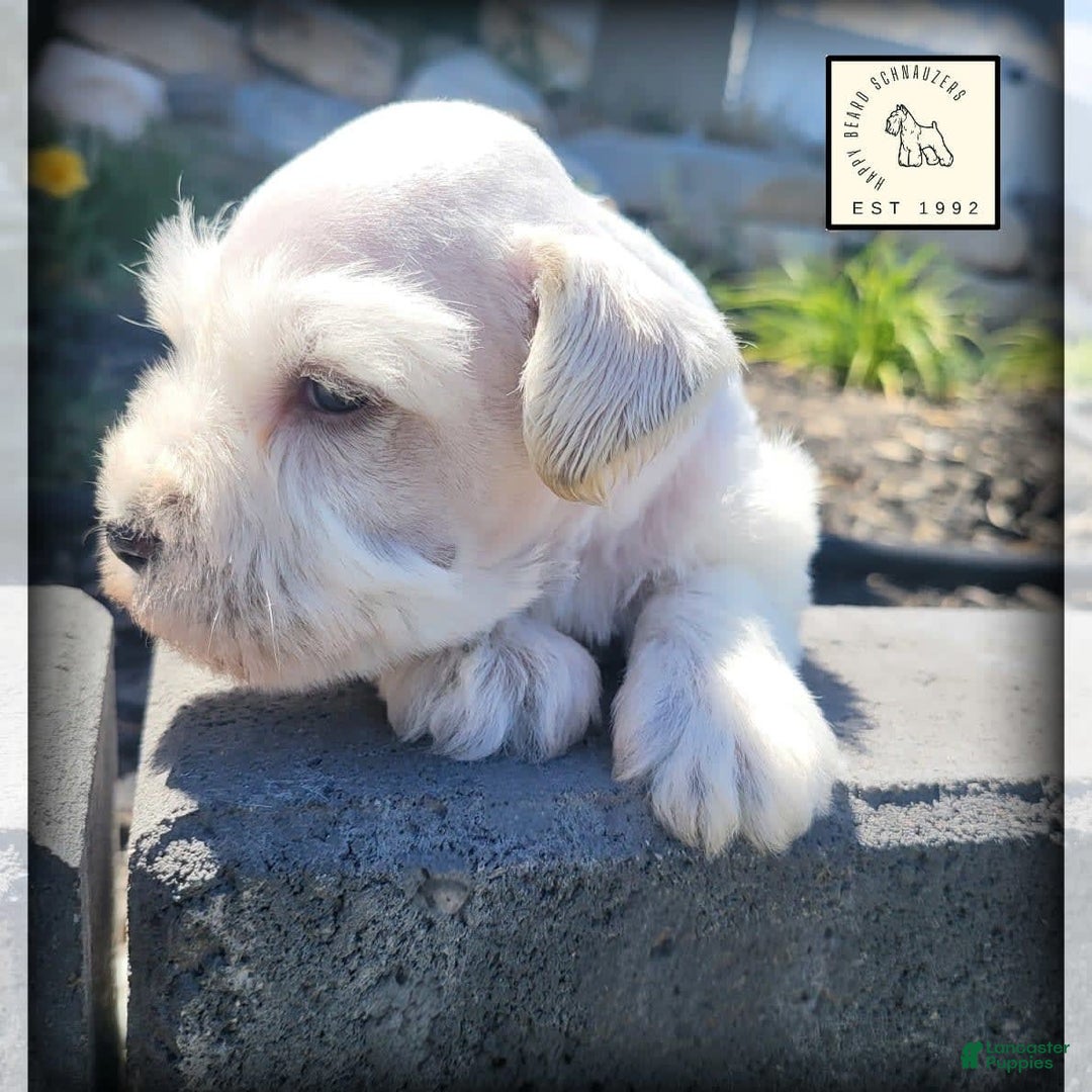 Miniature Schnauzer dogs for sale: Herbert - Image 4