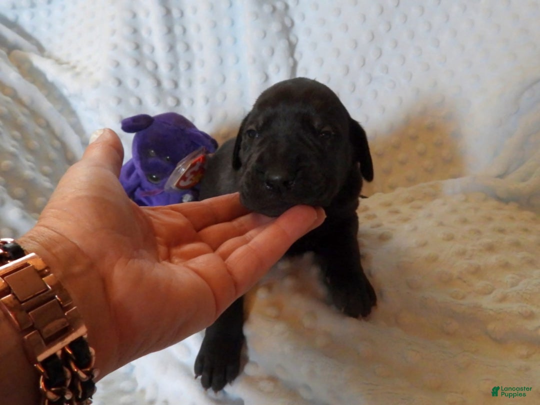 Great Dane dogs for sale: Storm - Image 9