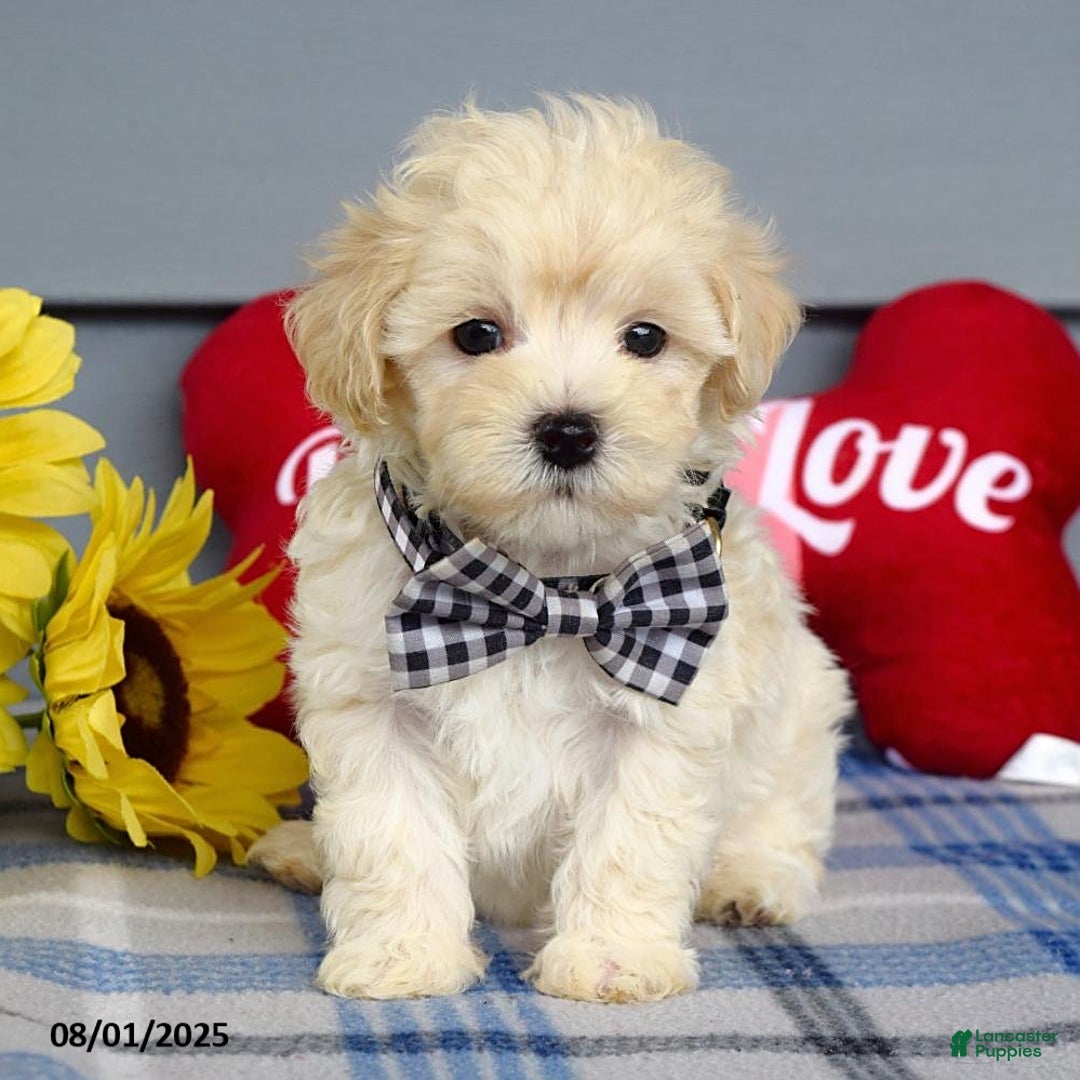 Maltipoo dogs for sale: Marly - Image 5