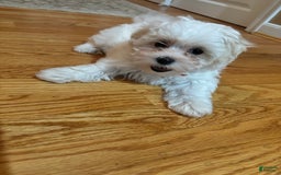 Teddy Bear dogs for sale: Tamara - Image 3
