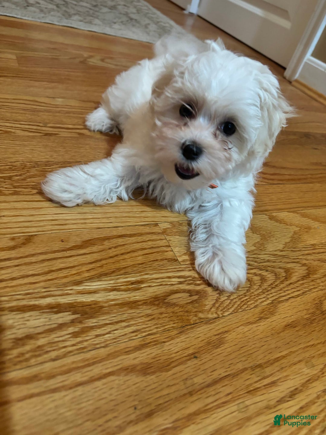 Teddy Bear dogs for sale: Tamara - Image 3