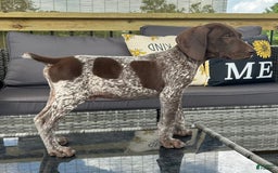 German Shorthaired Pointer dogs for sale: Hunter - Image 5