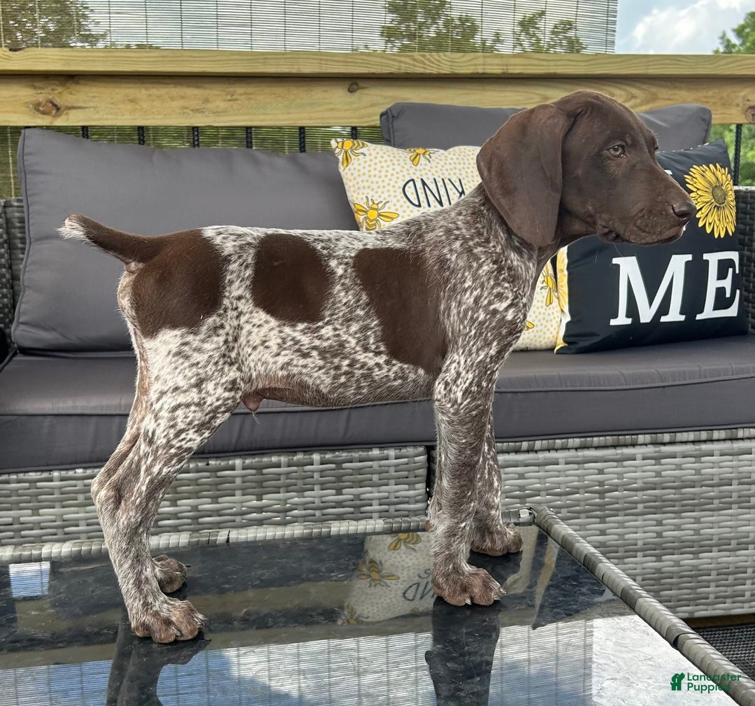 German Shorthaired Pointer dogs for sale: Hunter - Image 5