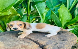 Miniature Dachshund dogs for sale: Reba LH - Image 7