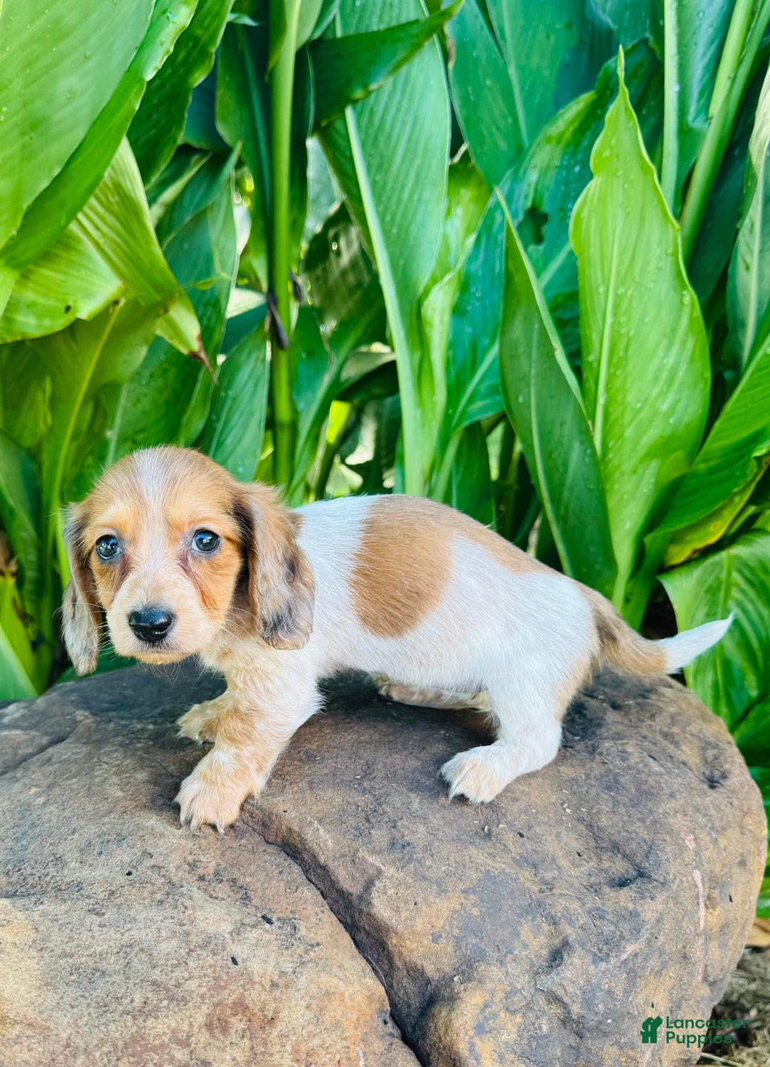 Miniature Dachshund dogs for sale: Reba LH - Image 7