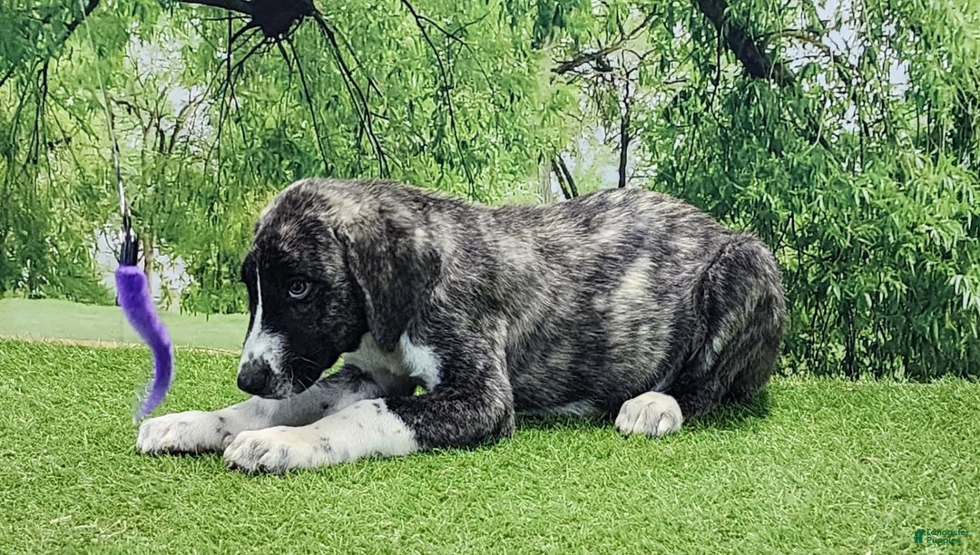 Anatolian Shepherd dogs for sale: AKC Dusty 2025 Male 5 - Image 9