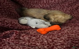 Teddy Bear dogs for sale: Max - Image 8