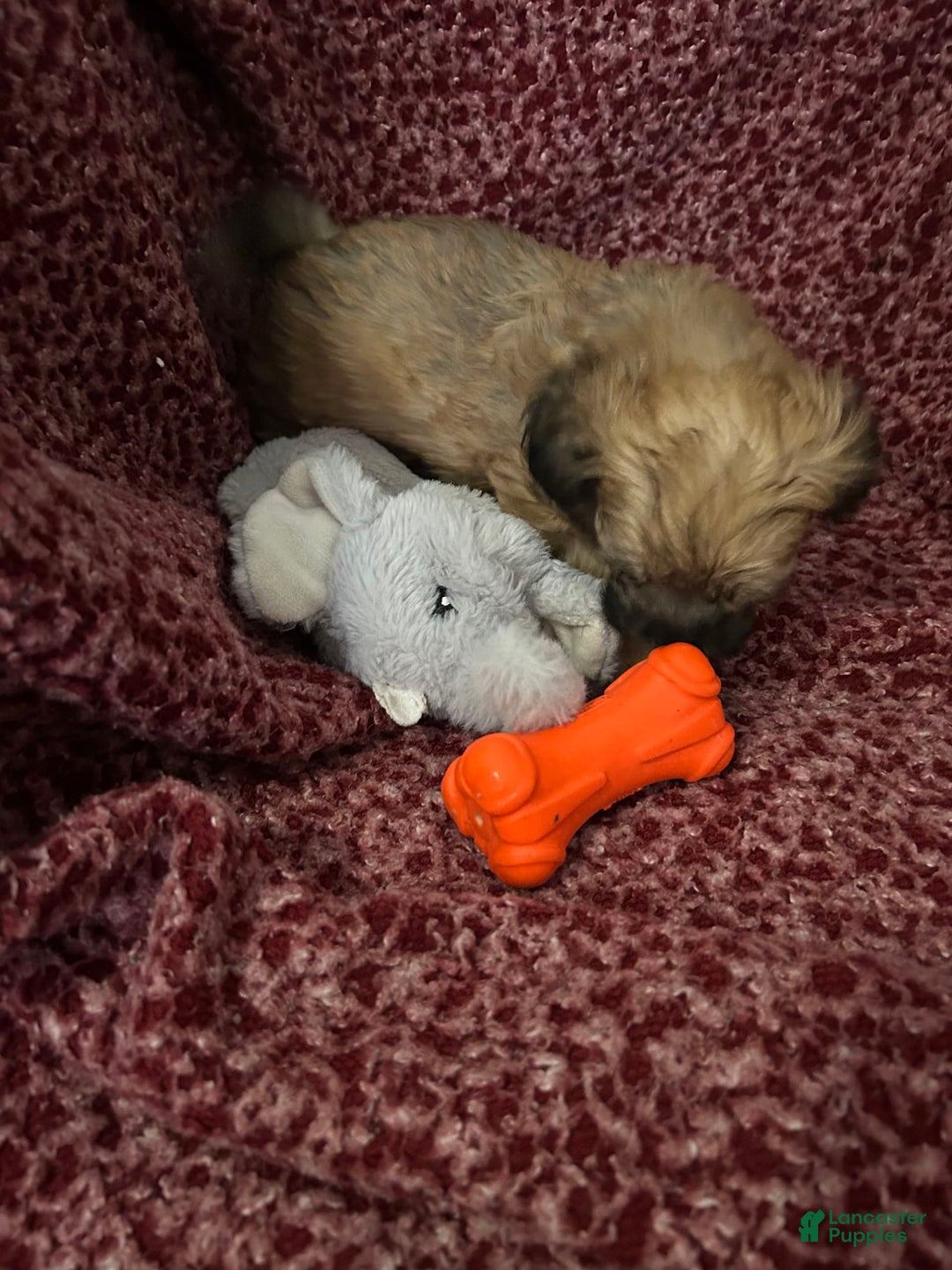 Teddy Bear dogs for sale: Max - Image 8