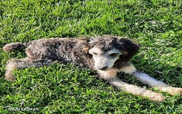 Miniature Poodle dogs for sale: Romeo - Image 1
