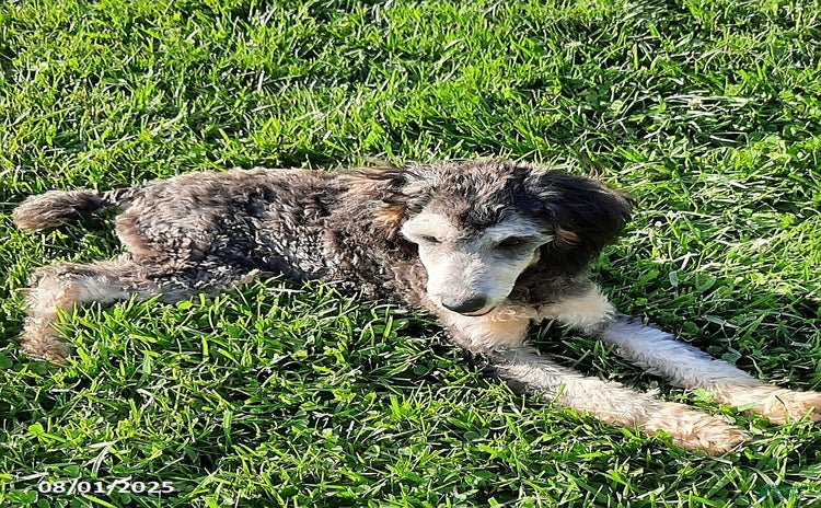 Miniature Poodle dogs for sale - Ad 4