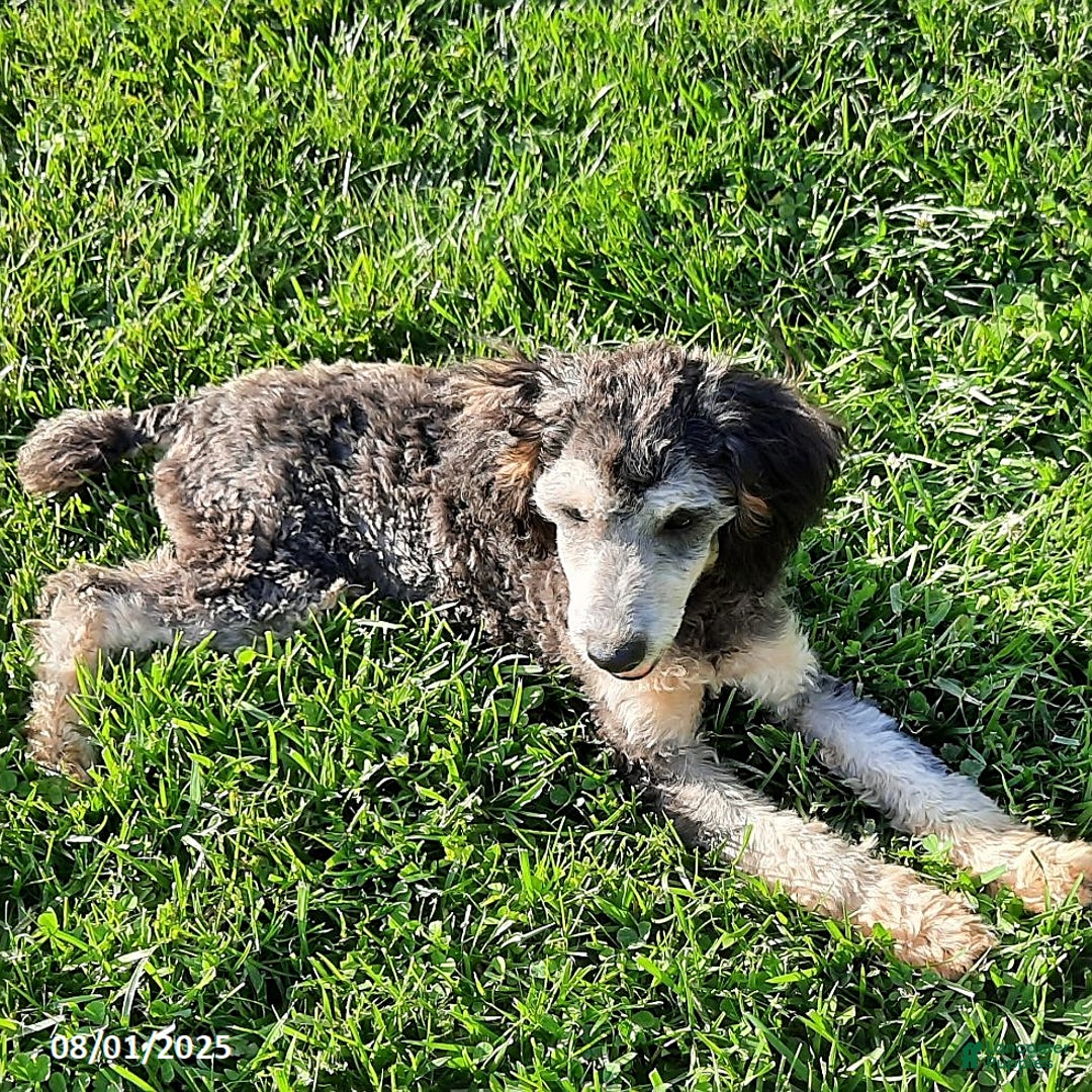 Miniature Poodle dogs for sale: Romeo - Image 1