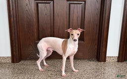 Italian Greyhound dogs for sale: Robbie - Image 2