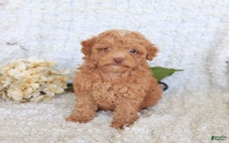 Toy Poodle dogs for sale: Blossom - Image 4