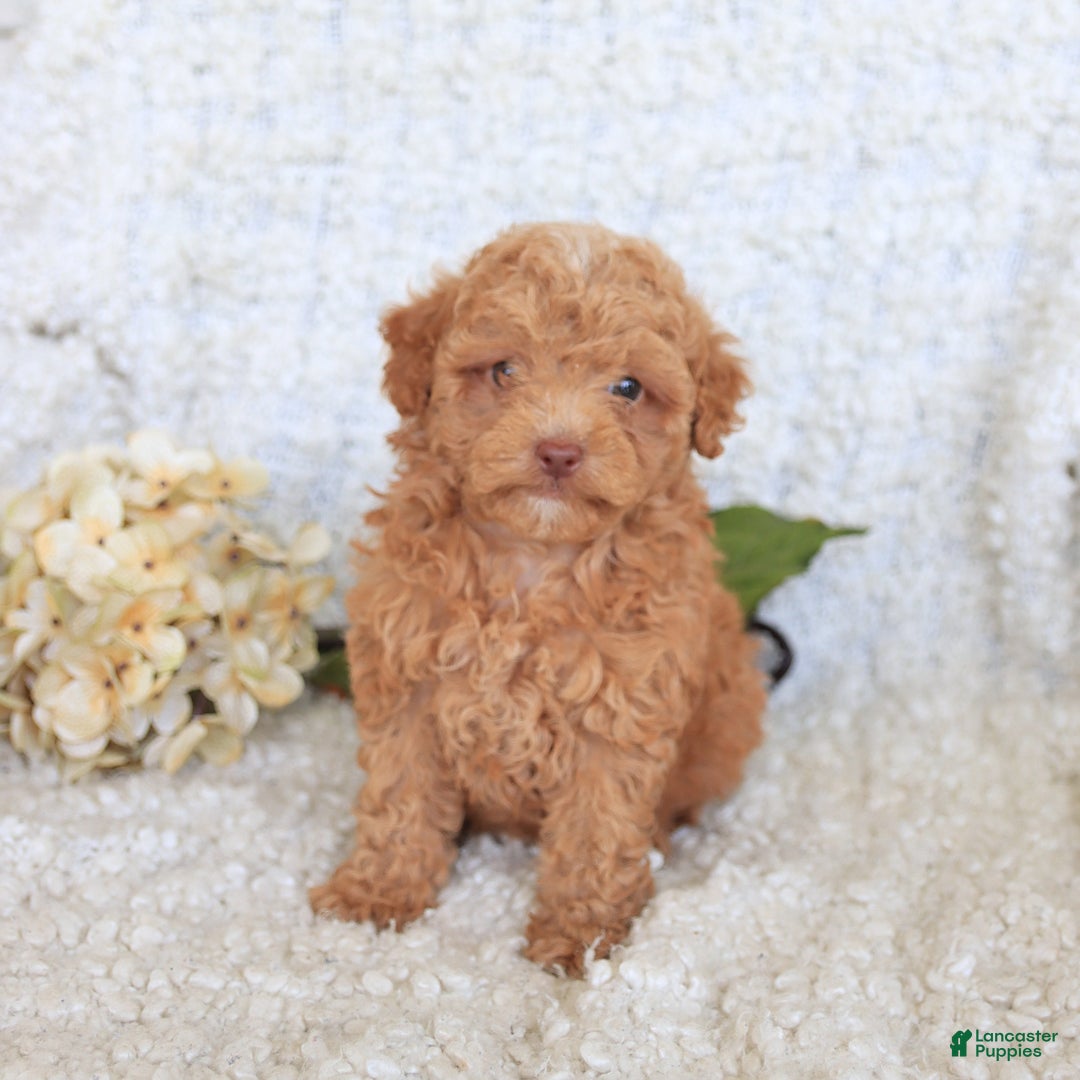 Toy Poodle dogs for sale: Blossom - Image 4