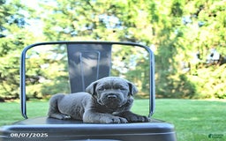 Cane Corso dogs for sale: Bruno - Image 3