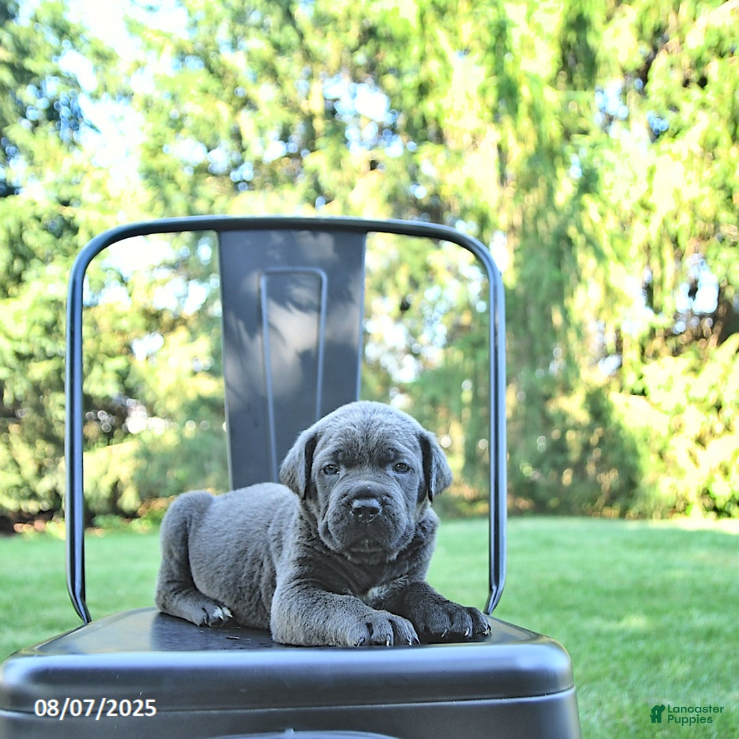 Cane Corso dogs for sale: Bruno - Image 3