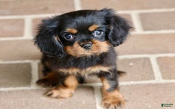 Cavalier King Charles Spaniel dogs for sale: Bentley - Image 17