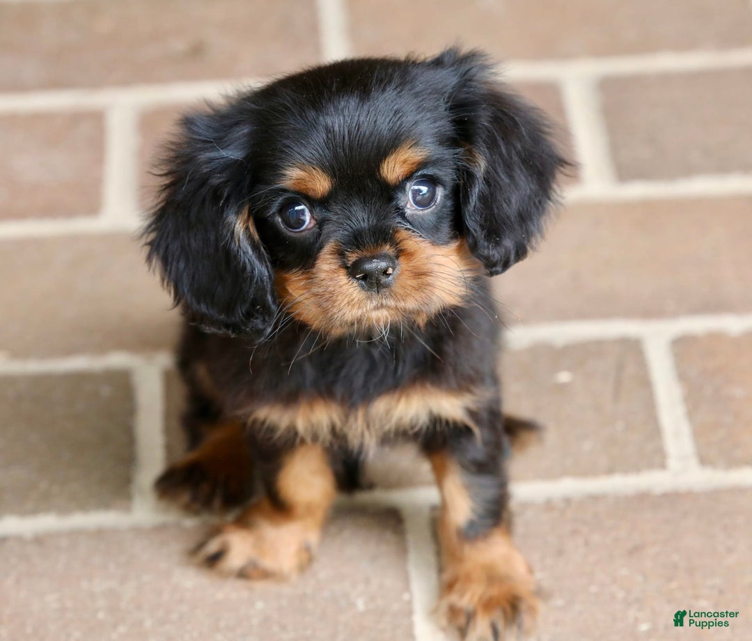 Cavalier King Charles Spaniel dogs for sale: Bentley - Image 17
