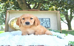 Golden Retriever dogs for sale: Aleigha - Image 3