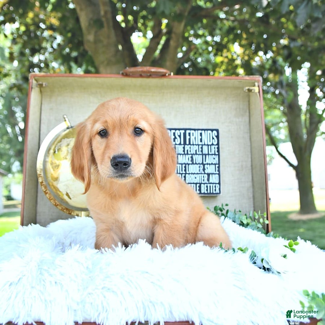 Golden Retriever dogs for sale: Aleigha - Image 3