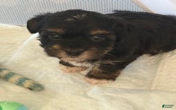 Yorkiepoo dogs for sale: Teacup Casey - Image 4