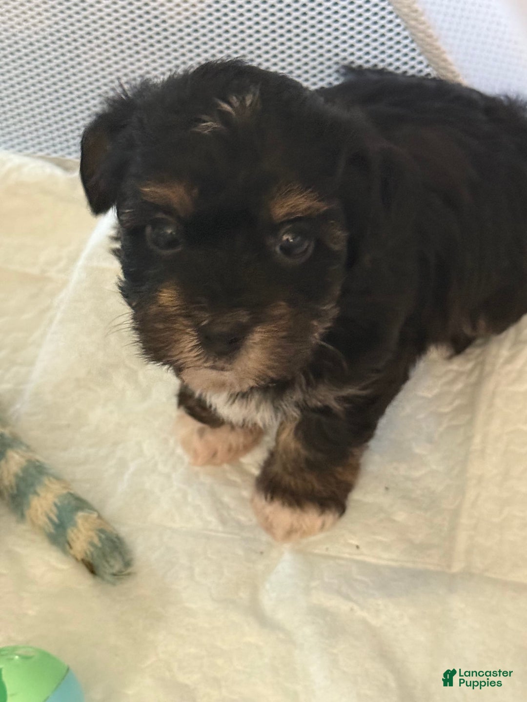 Yorkiepoo dogs for sale: Teacup Casey - Image 4