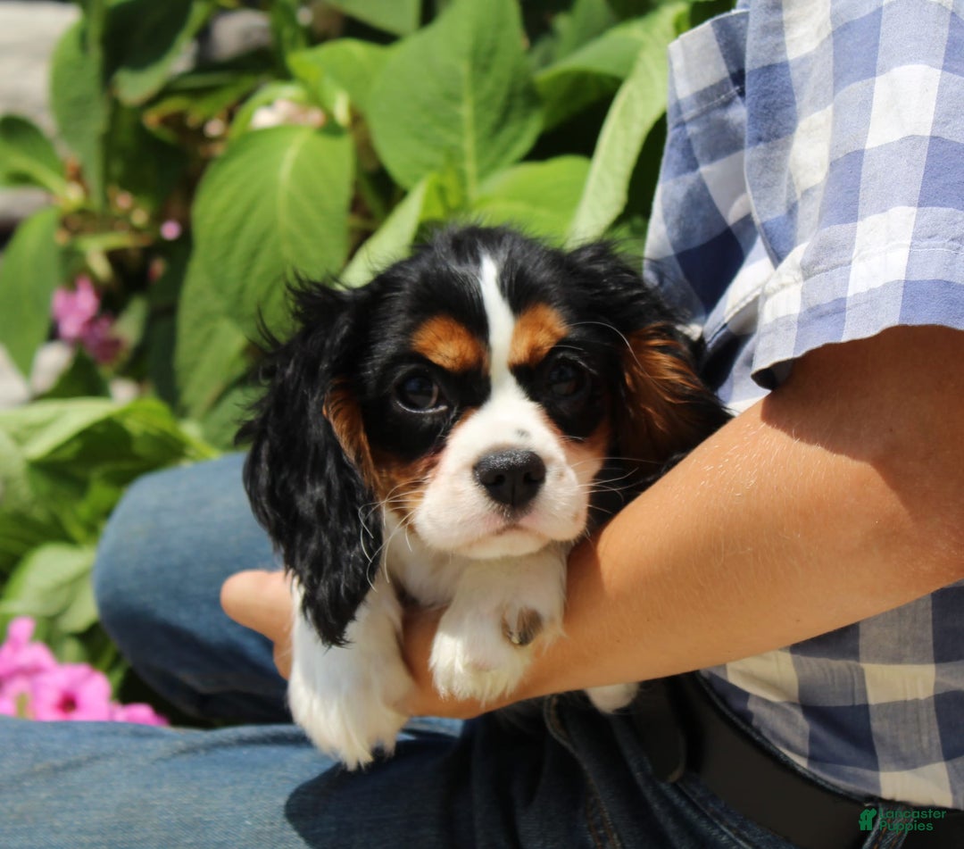 Cavalier King Charles Spaniel dogs for sale: Abby - Image 7