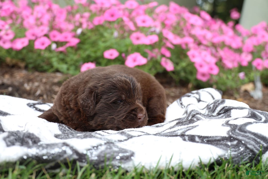Newfoundland dogs for sale: Cocoa - Image 7