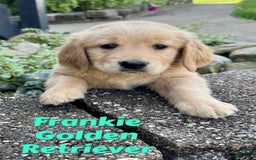 Golden Retriever dogs for sale: Frankie - Image 2